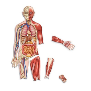 MAXI CUERPO HUMANO MAGNETICO