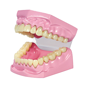 MODELO DENTAL