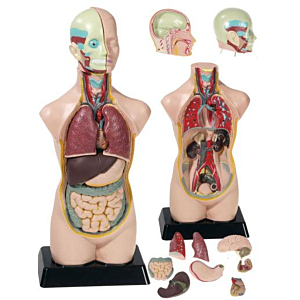 TORSO DE ANATOMIA