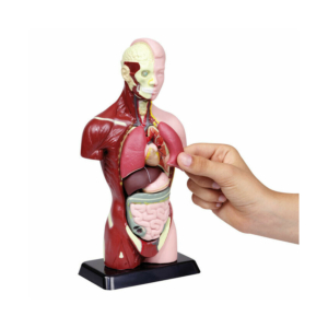 TORSO MINI DE ANATOMÍA REF. 81895